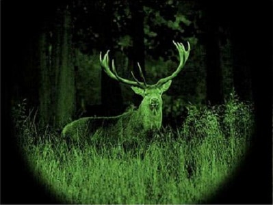 night vision of deer