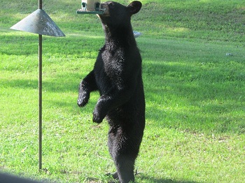 bear reaching for food