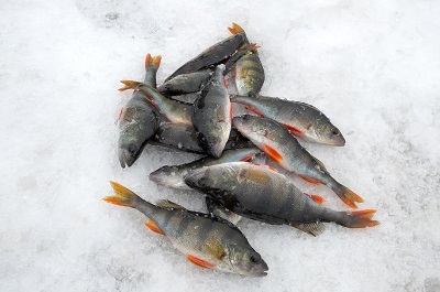 perch on ice