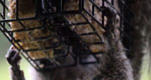 squirrel gettting food