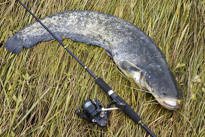 catfish on grass with rod