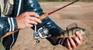 fish caught with ultralight spinning reel