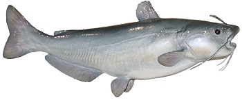 Blue Catfish
