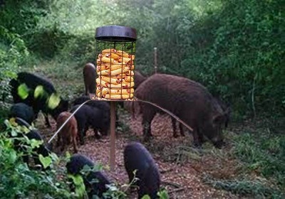 hog feeder