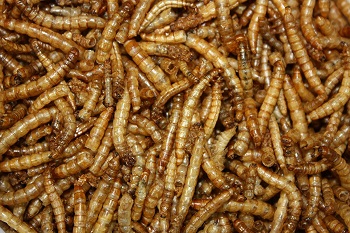 Mealworms 