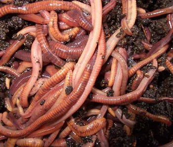 Red Wigglers 