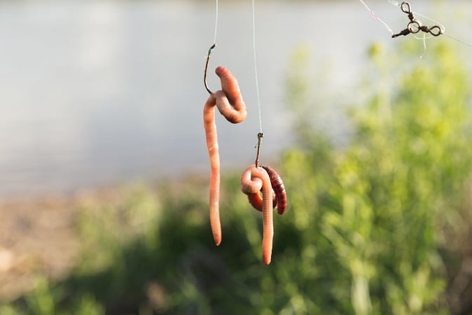 Fishing Worms on Hooks