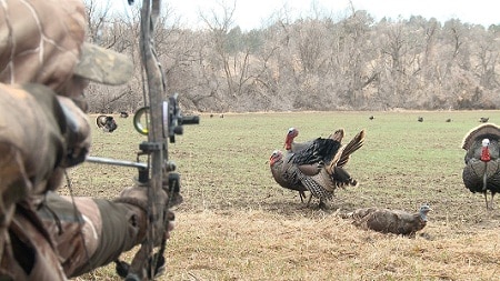 bowhunter aiming at turkey