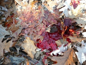 deer blood on the ground