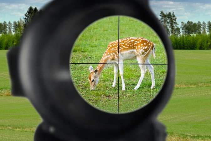 deer targeted on scope