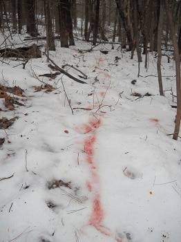 Tracks and blood on snow