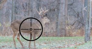 Crosshairs on a whitetail deer buck aimed just behind shoulder