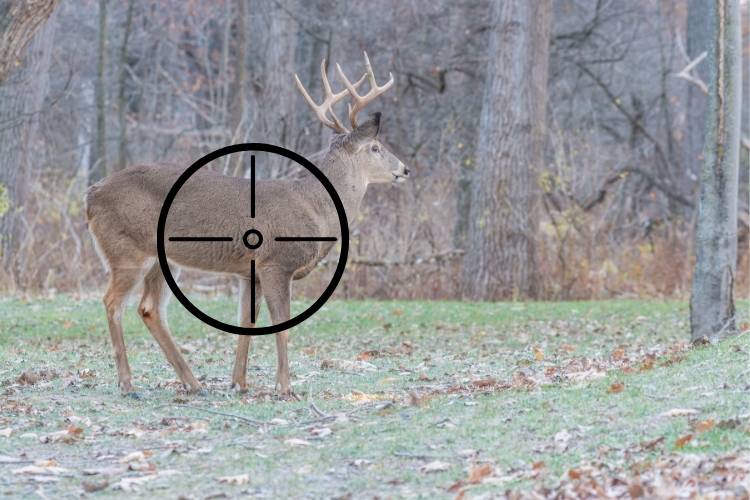 Crosshairs on a whitetail deer buck aimed just behind shoulder