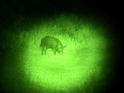 night vision view of hog