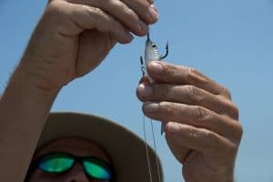 Surf Fishing 101: A Beginner’s Guide to Beach Fishing Gear & Casting
