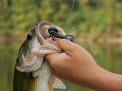 bass caught on hook