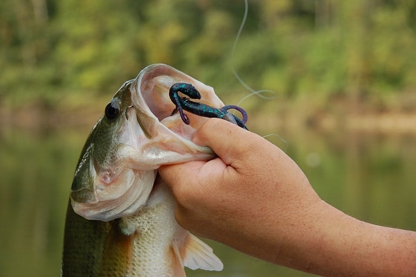 bass caught on hook