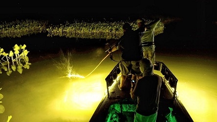 Bowfishing at night