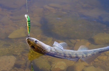 fish caught in bait