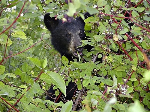 Black bear behind the bush