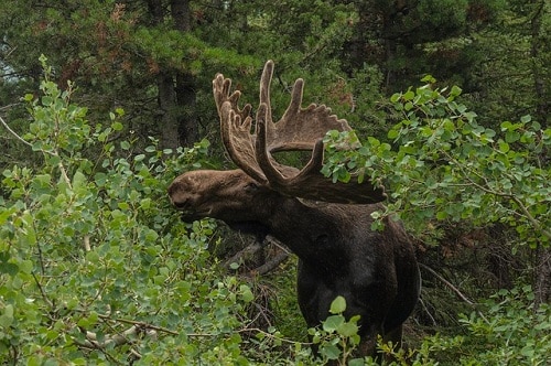 Moose feeding on the bushes