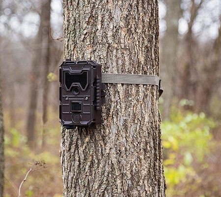 Cellular game camera mounted on a tree