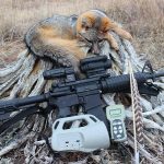 Coyote hunting 101 tips and tricks for success