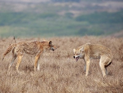 Coyote fighting