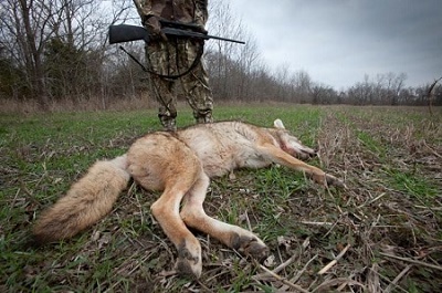 Calling after shooting coyote