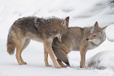 coyote mating season