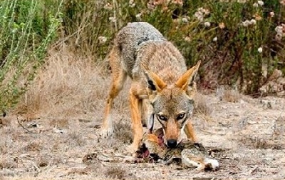 Feeding coyote