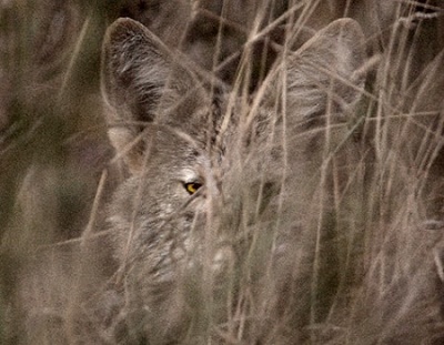 coyote hiding behind bushes