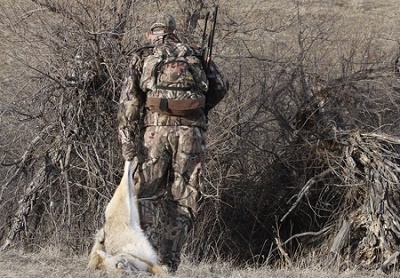 successfully hunted coyote