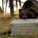 Yeti cooler opened by bear