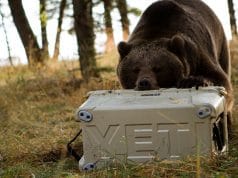 YETI cooler opened by bear