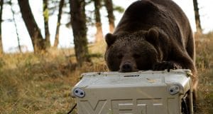 YETI cooler opened by bear