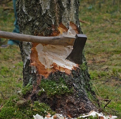 Chopping down a tree with an axe