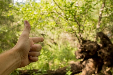 Hand signal with forest background