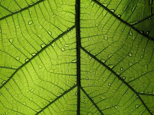 leaf with water droplets upclose