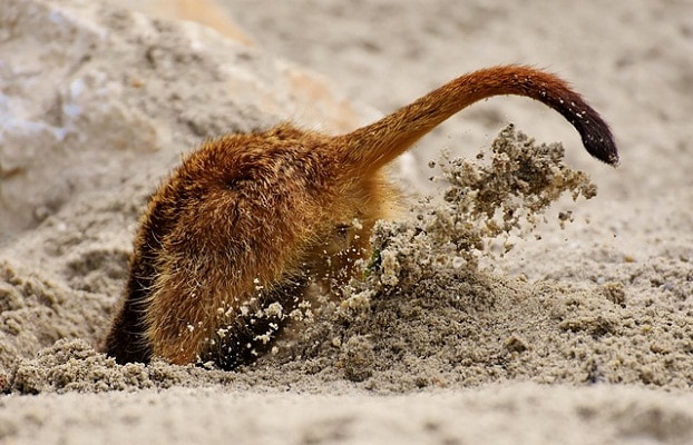 meerkat digging sand
