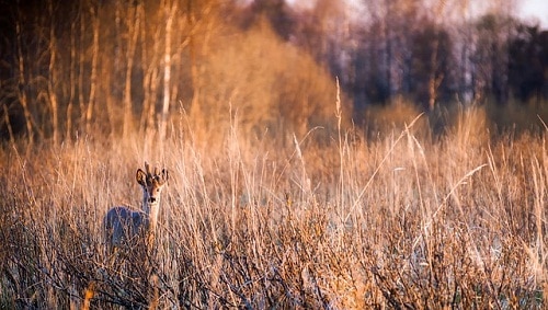 Deer camouflaged in dry grass