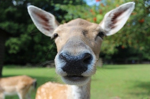 deer nose upclose