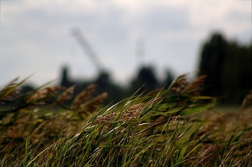 grass moving to the direction of the wind
