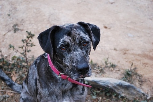 Catahoula Leopard Dog
