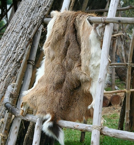 deer hide drying on rack