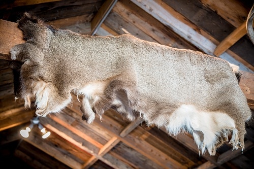 Deer skin hanging on cabin beam