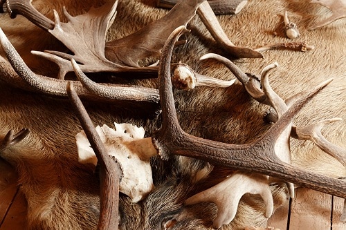dried deer antlers on fur
