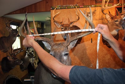 man measuring deer antler tip to tip