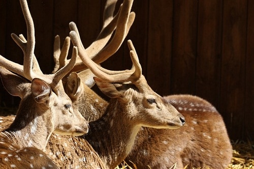 whitetail deers with beautiful antlers