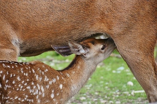 young whitetail sucking milk from mother